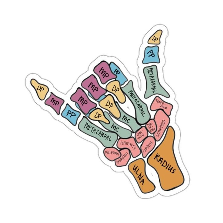 El Anatomisi ve Kemikleri İllüstrasyonu (Shaka İşareti)